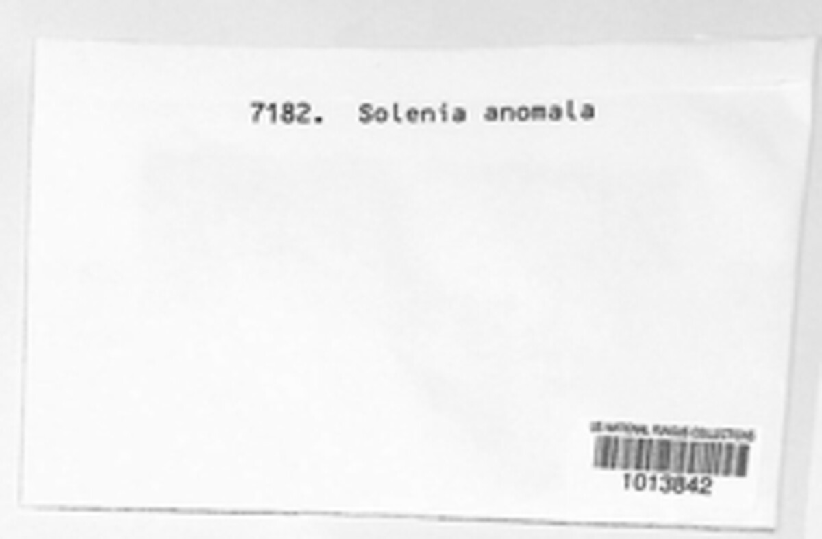 Merismodes anomala image